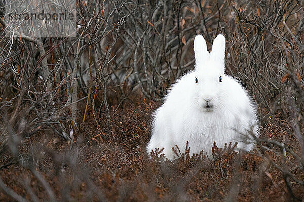 Polarhase (Lepus arcticus) im Küstenökosystem  Manitoba  Kanada; Churchill  Manitoba  Kanada