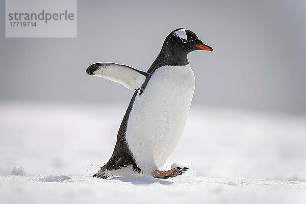 Eselspinguin (Pygoscelis papua) watschelt über Schnee und hebt den Fuß; Antarktis