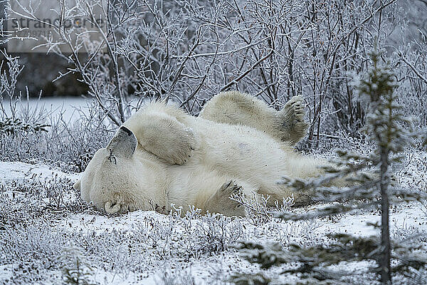 Eisbär (Ursus maritimus) in freier Wildbahn auf dem Rücken liegend in der polaren Tundra  nahe Churchill  Manitoba; Churchill  Manitoba  Kanada