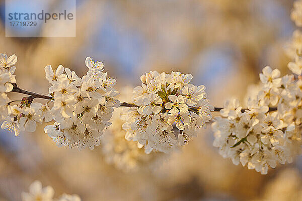 Nahaufnahme der zarten Blüten des Sauerkirschbaums (Prunus cerasus) im Frühling; Bayern  Deutschland