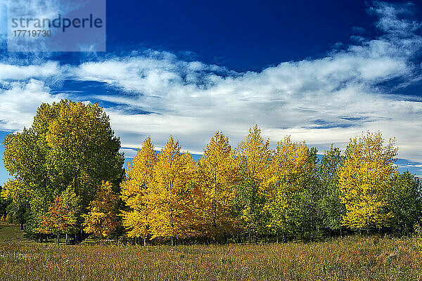 Bunte Herbstfarben auf einer Reihe von Bäumen mit blauem Himmel und Wolken; Calgary  Alberta  Kanada