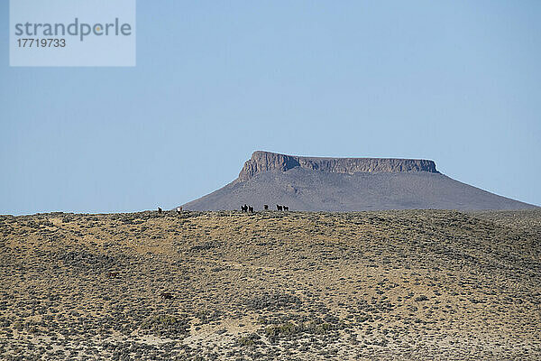 Wildpferde (Equus ferus caballus) mit Pilot Butte im Hintergrund entlang der Pilot Butte Wild Horse Scenic Tour; Wyoming  Vereinigte Staaten von Amerika