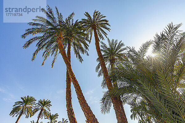 Palmen und Wedel mit einem Sonnenaufgang; Luxor  Ägypten