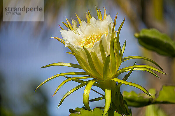 Nachtblühender Cereus (Selenicereus undatus); Maui  Hawaii  Vereinigte Staaten von Amerika