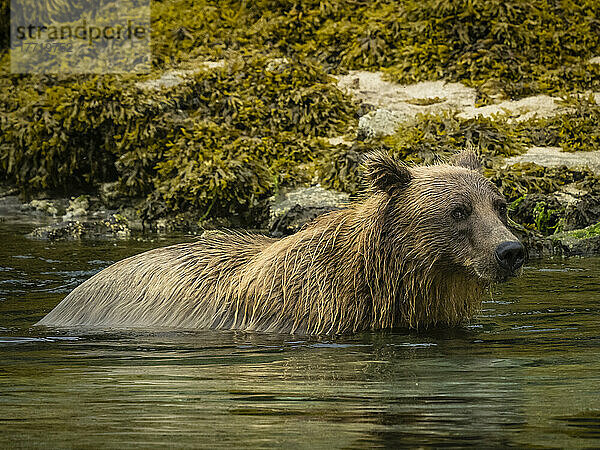 Küstenbraunbär (Ursus arctos horribilis) beim Fischen in der Kinak Bay; Katmai National Park and Preserve  Alaska  Vereinigte Staaten von Amerika