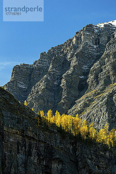 Leuchtend gelbe Lärchen im Herbst entlang einer Bergklippe mit Berggipfel und blauem Himmel im Hintergrund  Lake Louise  Rocky Mountains des Banff National Park; Alberta  Kanada