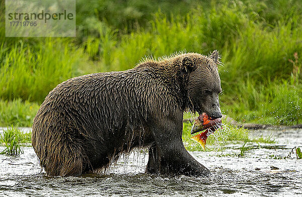 Braunbär (Ursus arctos horribilis)  der mit einem Rotlachs im Maul am Ufer eines Flusses steht; Katmai National Park and Preserve  Alaska  Vereinigte Staaten von Amerika