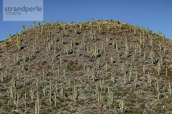 Hügel in Arizona mit großen Seguaro-Kakteen an einem sonnigen Tag; Peridot  Arizona  Vereinigte Staaten von Amerika