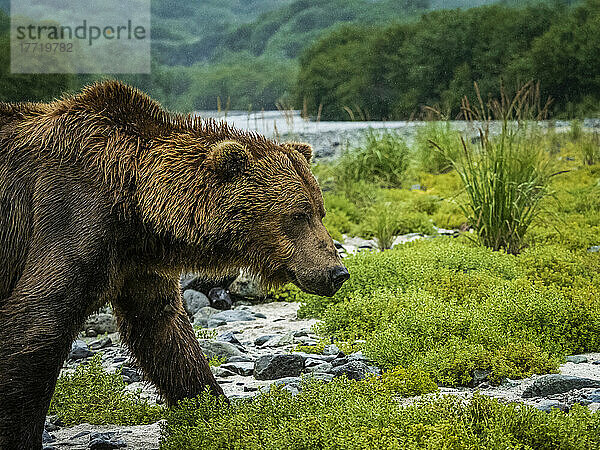 Küstenbraunbär (Ursus arctos horribilis)  der am Ufer entlang läuft und im Geographic Harbor nach Lachsen fischt; Katmai National Park and Preserve  Alaska  Vereinigte Staaten von Amerika
