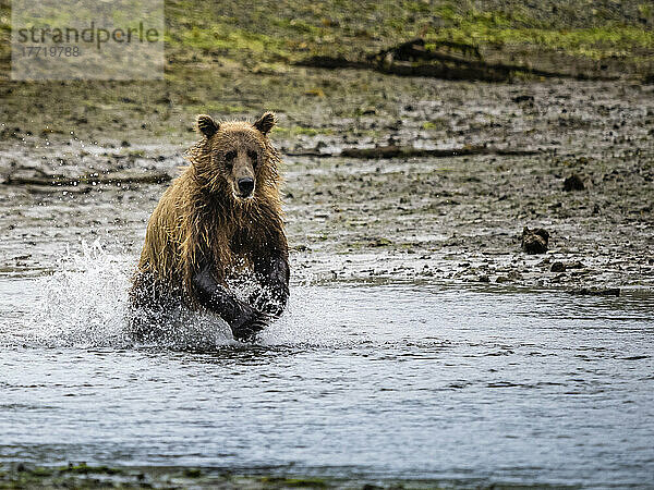 Küstenbraunbär (Ursus arctos horribilis)  der ins Wasser läuft  um in der Kinak-Bucht Lachse zu fangen; Katmai National Park and Preserve  Alaska  Vereinigte Staaten von Amerika