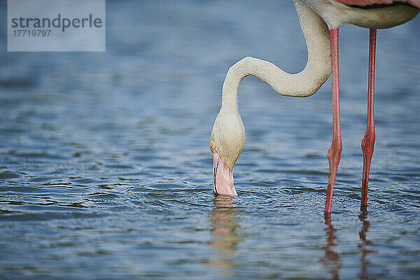 Großer Flamingo (Phoenicopterus roseus)  der sich zum Wasser trinken bückt  Parc Naturel Regional de Camargue; Camargue  Frankreich