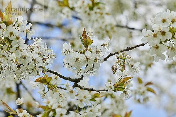 Nahaufnahme der zarten Blüten des Sauerkirschbaums (Prunus cerasus) im Frühling; Bayern  Deutschland