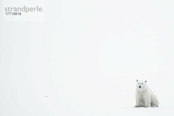 Eisbär (Ursus maritimus)  der in der Ecke des Bildes sitzt  mit viel Weiß ringsum; Churchill  Manitoba  Kanada