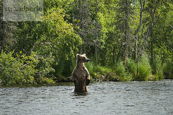 Braunbär (Ursus arctos horribilis) stehend im Wasser am Ufer des Brooks River; Katmai National Park and Preserve  Alaska  Vereinigte Staaten von Amerika