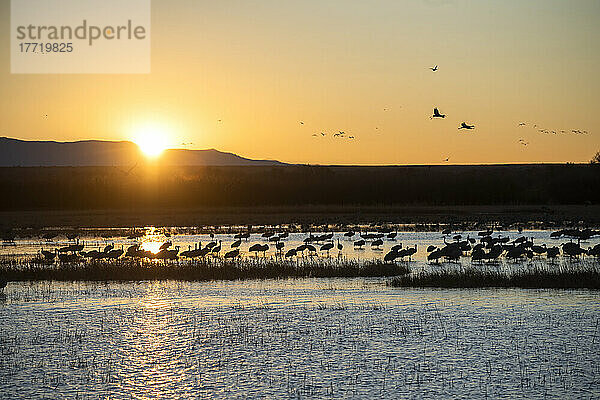 Großer Schwarm von Sandhügelkranichen (Antigone canadensis) bei Sonnenaufgang in den Feuchtgebieten des Bosque del Apache National Wildlife Refuge; New Mexico  Vereinigte Staaten von Amerika