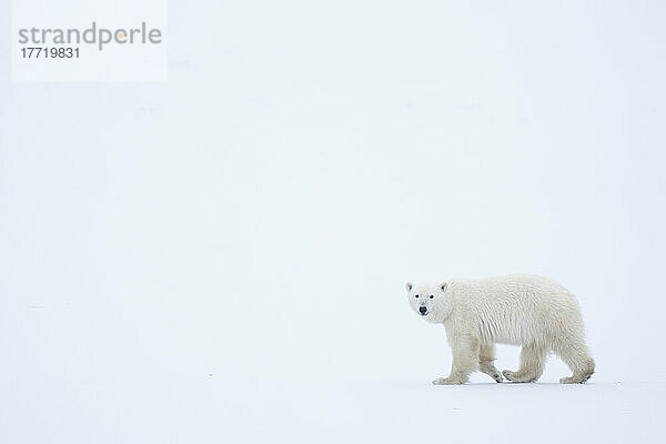 Eisbär (Ursus maritimus)  der in der Ecke des Bildes spazieren geht  mit viel Weiß ringsum; Churchill  Manitoba  Kanada