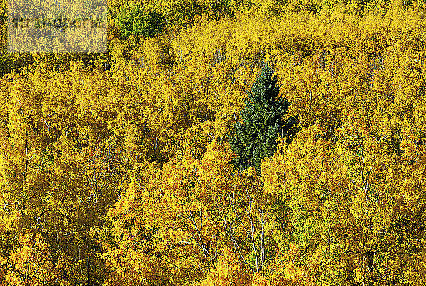 Bunte Herbstbäume auf einem Hügel mit blauem Himmel und Wolken; Calgary  Alberta  Kanada