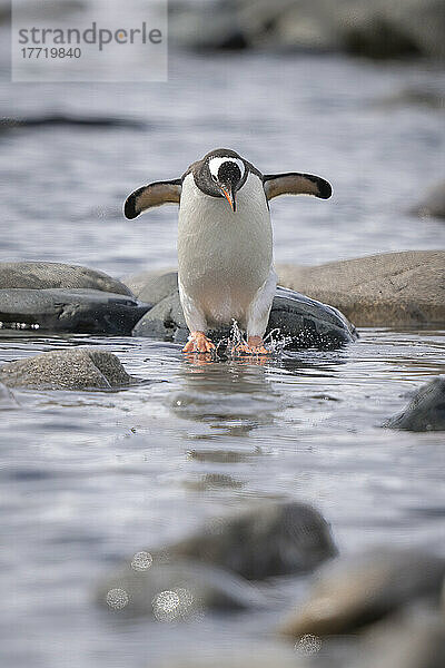 Eselspinguin (Pygoscelis papua) plätschert über Felsen im Meer; Antarktis