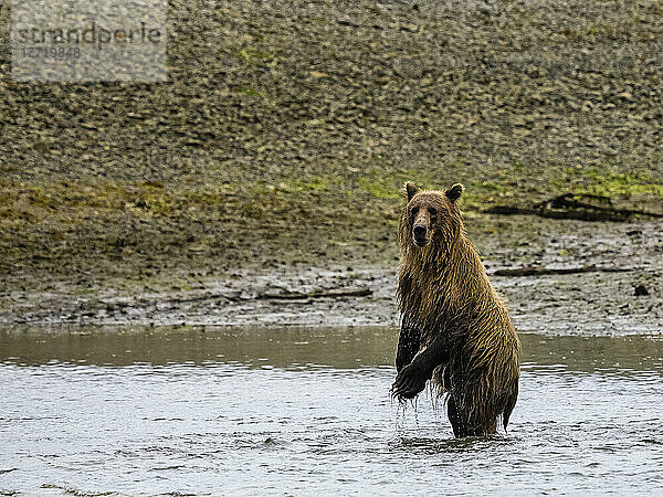 Küstenbraunbär (Ursus arctos horribilis)  der auf den Hinterbeinen im Wasser steht  während er in der Kinak Bay nach Lachsen fischt; Katmai National Park and Preserve  Alaska  Vereinigte Staaten von Amerika