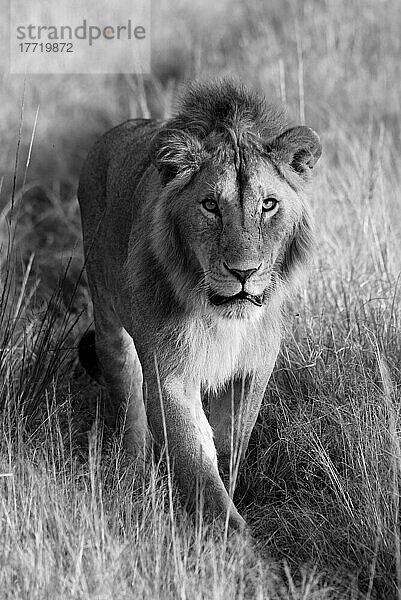 Porträt eines Löwen (Panthera leo)  der auf einem grasbewachsenen Weg in Klein's Camp auf die Kamera zugeht; Serengeti  Tansania