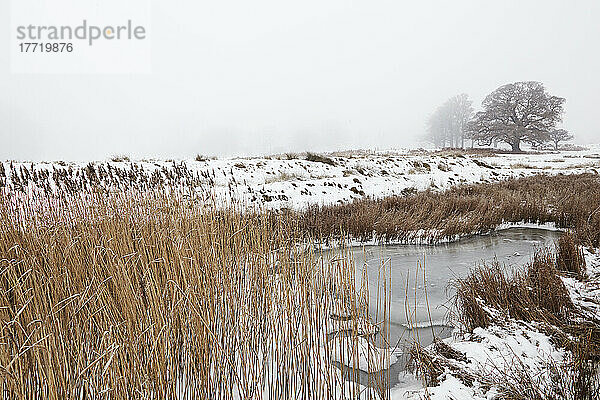 Gefrorener Teich mit Schnee und Nebel  neben der Mündung des Flusses Exe  Powderham  Starcross  Devon  Großbritannien; Starcross  Devon  England