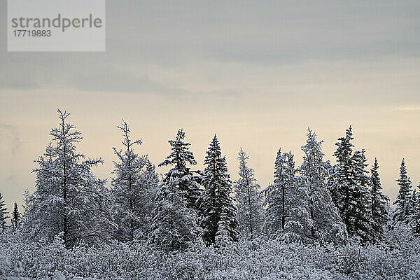 Schneebedeckte Bäume an einem kalten Morgen  in der Nähe von Churchill  Manitoba; Churchill  Manitoba  Kanada