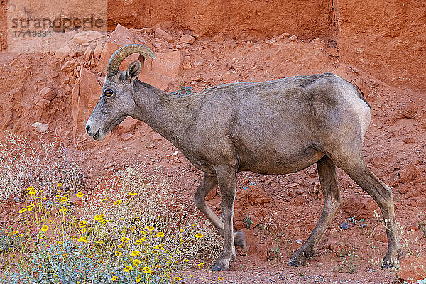 Wüstenbock (Ovis canadensis nelsoni)  Mutterschaf in roten Felsen mit gelb blühendem Brittlebush (Encelia farinosa) im Valley of Fire State Park; Nevada  Vereinigte Staaten von Amerika