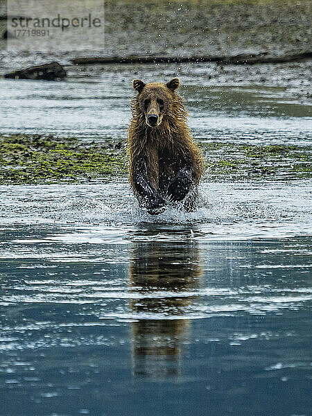 Küsten-Braunbär (Ursus arctos horribilis)  der im Wasser läuft und in der Kinak-Bucht Lachse fängt; Katmai National Park and Preserve  Alaska  Vereinigte Staaten von Amerika