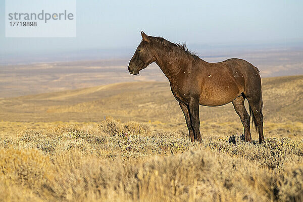 Wildpferd (Equus ferus caballus) entlang der Pilot Butte Wild Horse Scenic Tour; Wyoming  Vereinigte Staaten von Amerika