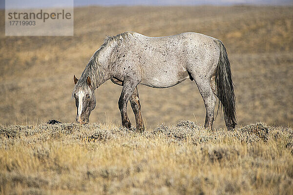 Wildpferd (Equus ferus caballus) entlang der Pilot Butte Wild Horse Scenic Tour; Wyoming  Vereinigte Staaten von Amerika