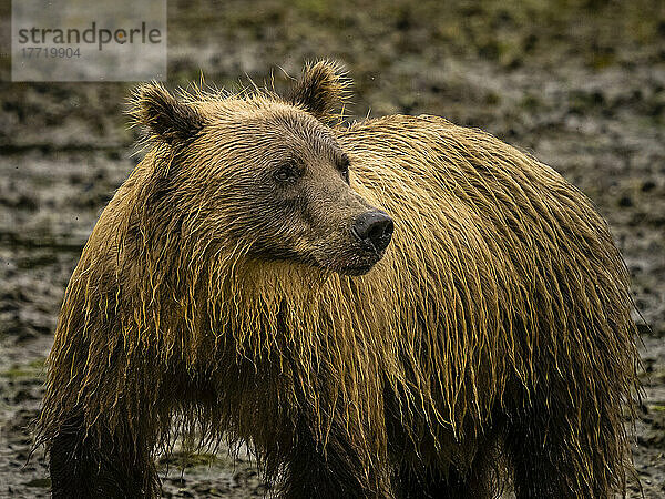 Porträt eines Küstenbraunbären (Ursus arctos horribilis) am Strand beim Lachsfang in der Kinak Bay; Katmai National Park and Preserve  Alaska  Vereinigte Staaten von Amerika