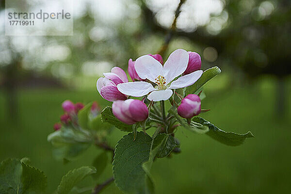 Nahaufnahme von zarten Blüten und Blättern eines Hausapfelbaums (Malus domestica) im Frühling; Bayerischer Wald  Bayern  Deutschland