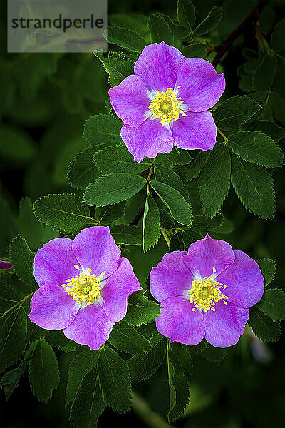 Nahaufnahme einer Wildrose (Rosa acicularis) auf einem Busch; Calgary  Alberta  Kanada