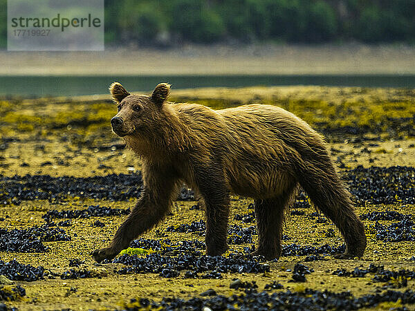 Porträt eines jungen Küsten-Braunbären (Ursus arctos horribilis)  der bei Ebbe Muscheln im Geographic Harbor gräbt; Katmai National Park and Preserve  Alaska  Vereinigte Staaten von Amerika