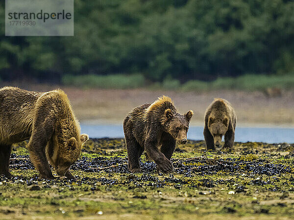 Küstenbraunbären (Ursus arctos horribilis) grasen und graben Muscheln bei Ebbe im Geographic Harbor; Katmai National Park and Preserve  Alaska  Vereinigte Staaten von Amerika