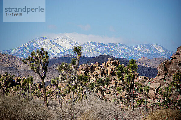 Zerklüftete Landschaft  Yucca-Palmen und Bergkette  Joshua Tree National Park; Kalifornien  Vereinigte Staaten von Amerika