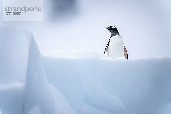 Eselspinguin (Pygoscelis papua) steht mit dem Gesicht zur Kamera auf einem Eisberg; Antarktis