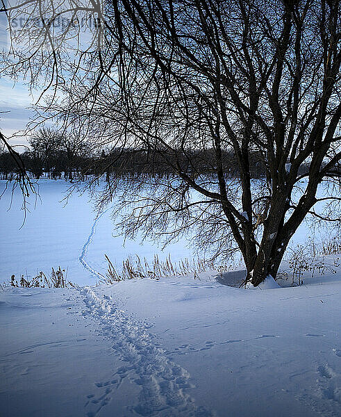 Spuren  die durch eine verschneite Winterlandschaft führen; Winnipeg  Manitoba  Kanada