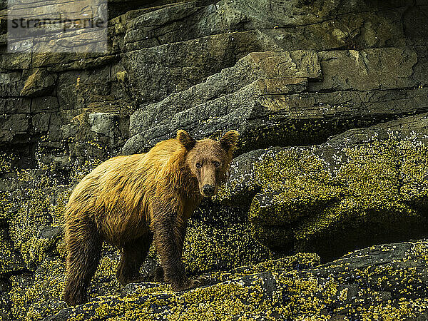 Porträt eines jungen Küstenbraunbären (Ursus arctos horribilis)  der bei Ebbe an den Felsen entlangläuft  während er im Geographic Harbor Muscheln gräbt; Katmai National Park and Preserve  Alaska  Vereinigte Staaten von Amerika