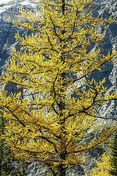 Nahaufnahme eines leuchtend gelben Lärchenbaums im Herbst mit einer Bergklippe im Hintergrund  Lake Louise  Rocky Mountains im Banff National Park; Alberta  Kanada