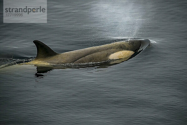 Orca (Orcinus orca) bei der Fahrt durch den Lemaire-Kanal früh am Morgen; Antarktis