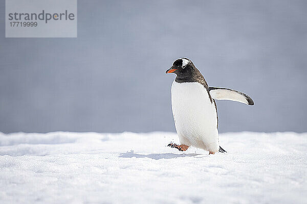 Eselspinguin (Pygoscelis papua) hebt den Fuß beim Gehen über Schnee; Antarktis