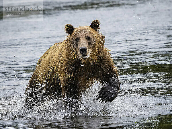 Porträt eines Küstenbraunbären (Ursus arctos horribilis)  der im Wasser läuft und in der Kinak-Bucht nach Lachsen fischt; Katmai National Park and Preserve  Alaska  Vereinigte Staaten von Amerika