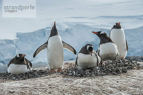 Nistende Eselspinguine (Pygoscelis papua) in Port Lockroy; Antarktis