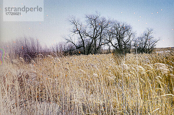 Hohe Gräser und blattlose Bäume und Sträucher in der weiten Landschaft  aufgenommen mit einer alten Zorki-Kamera (35 mm  Fuji Velvia 50 Diafilm  1948 in der Sowjetunion eingeführt  Film ist 1994 abgelaufen)  Clear Lake  Riding Mountain National Park  Manitoba; Manitoba  Kanada