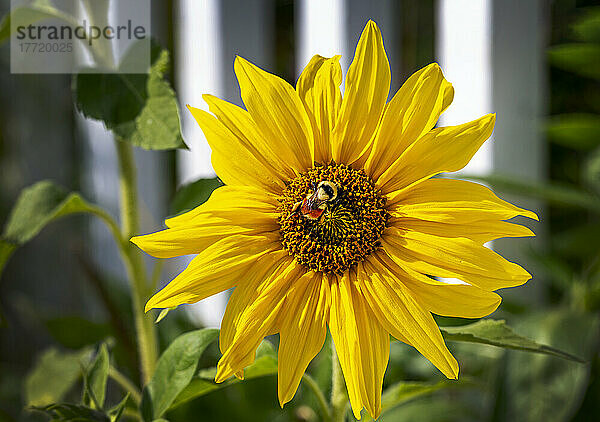 Nahaufnahme einer Sonnenblume mit einer Biene in einem Garten; Calgary  Alberta  Kanada