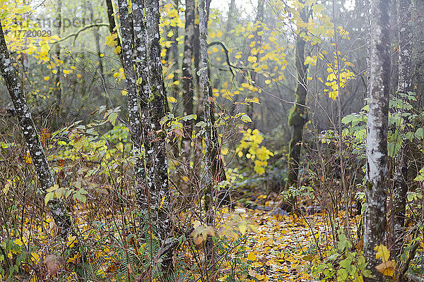 Laubfärbung im Herbst  Green Timbers Urban Forest Park; Surrey  British Columbia  Kanada