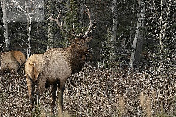 Männlicher Elch (Cervus canadensis) am Straßenrand im Yukon; Yukon  Kanada