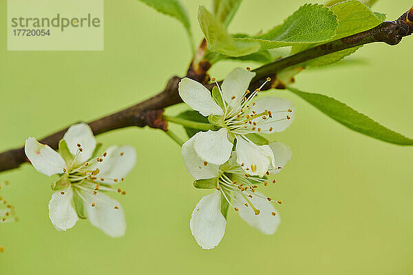 Nahaufnahme von zarten Blüten und Blättern eines Pflaumenbaums (Prunus domestica subsp. domestica) auf einem hellgrünen Hintergrund im Frühling; Bayern  Deutschland