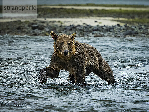 Küstenbraunbär (Ursus arctos horribilis) im Wasser beim Lachsfang im Geographic Harbor; Katmai National Park and Preserve  Alaska  Vereinigte Staaten von Amerika